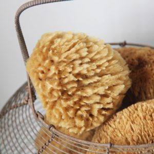 Eponge de mer naturelle de Méditerranée