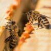 savon Propolis ardèche Mieillerie boissy accons