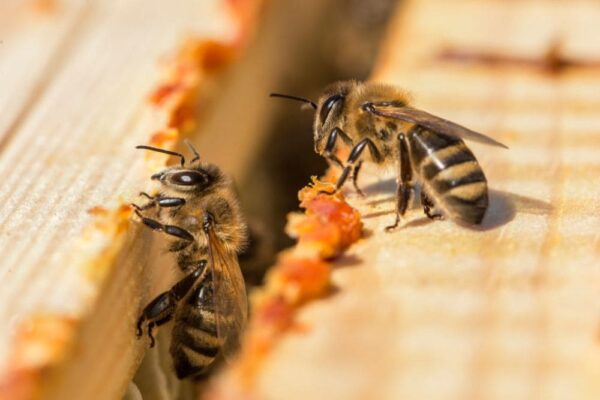 savon Propolis ardèche Mieillerie boissy accons